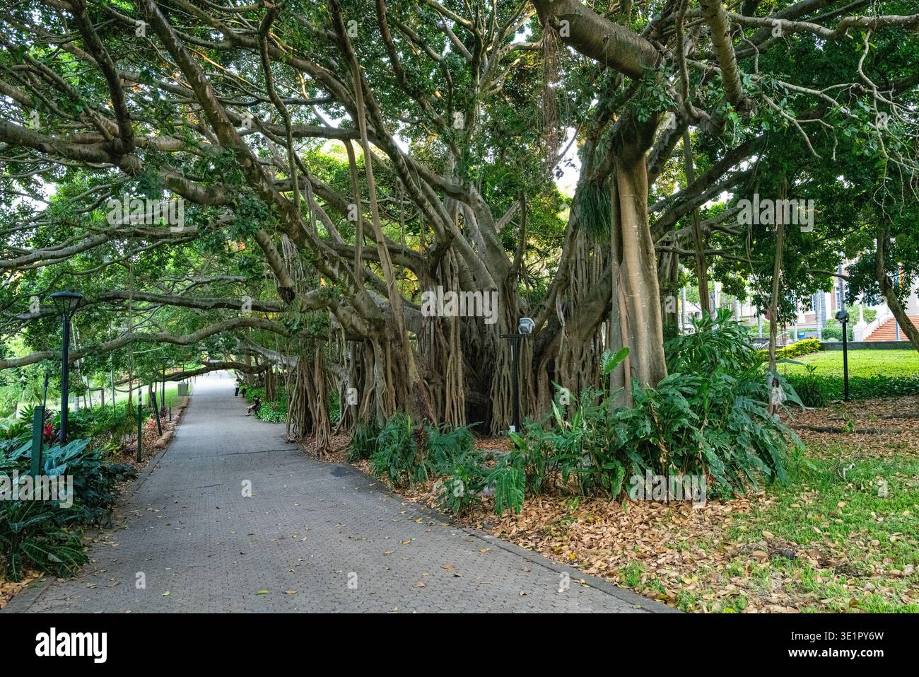Prächtiger indischer Banyan-Baum mit komplexen Luftwurzeln, der über einem gepflasterten Pfad in den Brisbane City Botanic Gardens wächst. Stockfoto