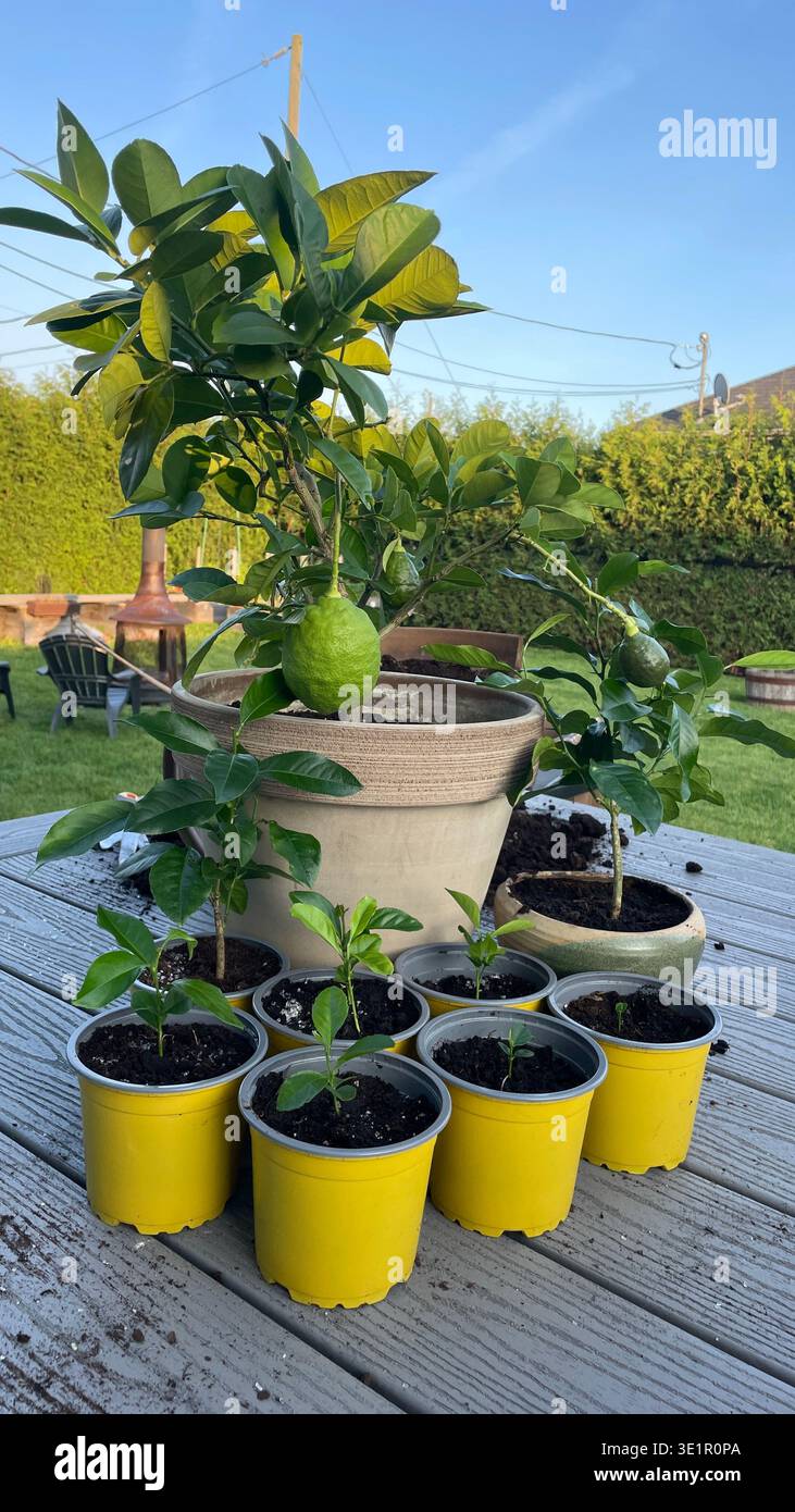 Übergossener Zitronenbaum mit Früchten und jungen Zitruspflanzen in kleinen Behältern auf einem Holzbalkon in einem Garten im Hinterhof bei natürlichem Sonnenlicht - Smartphone-aufgenommenes Stockfoto