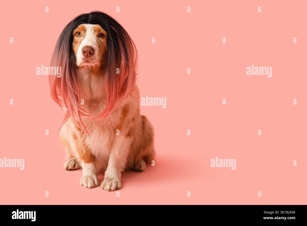 Niedlicher australischer Schäferhund in stilvoller Perücke auf rosa Hintergrund. Feierlichkeiten zum April-Narrentag Stockfoto