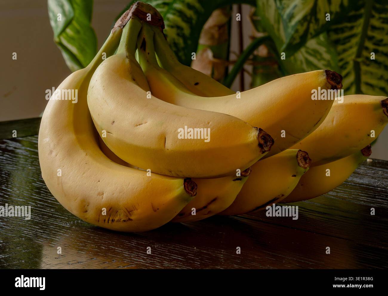 Ein Stillleben-Bild mit Bananen. Stockfoto