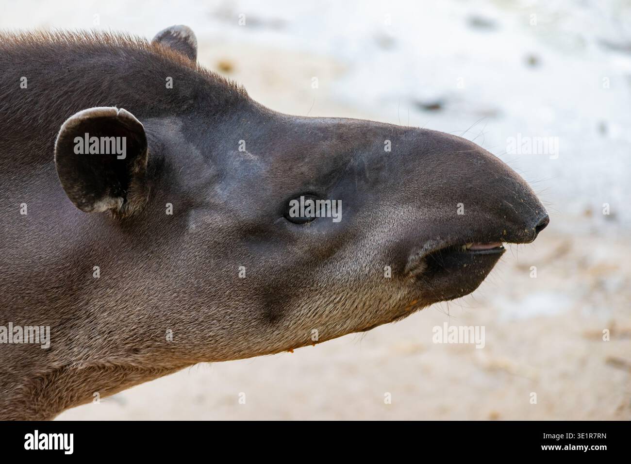 südamerikanischer Tapir im Freien, mit seinem charakteristischen kurzen, fleischigen Proboscis und dunklem Fell, das eine einzigartige Tierwelt und Artenvielfalt repräsentiert Stockfoto