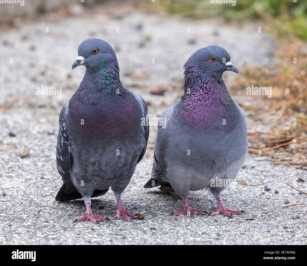Zwei Rock Pigeons (auch bekannt als City Pigeons) stehen Seite an Seite auf Kies. Stockfoto