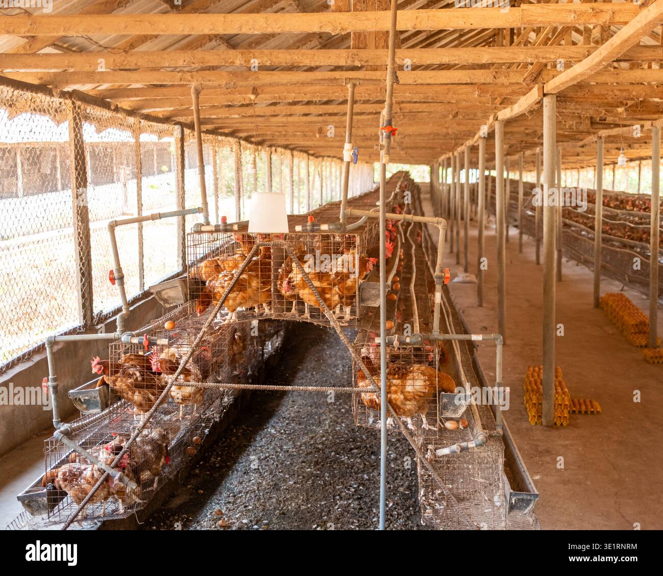 Hühnerhaltung in offenen Geflügelhäusern mit Käfigen, Futtermitteln und Eiern auf Tabletts im ländlichen Nigeria. Stockfoto