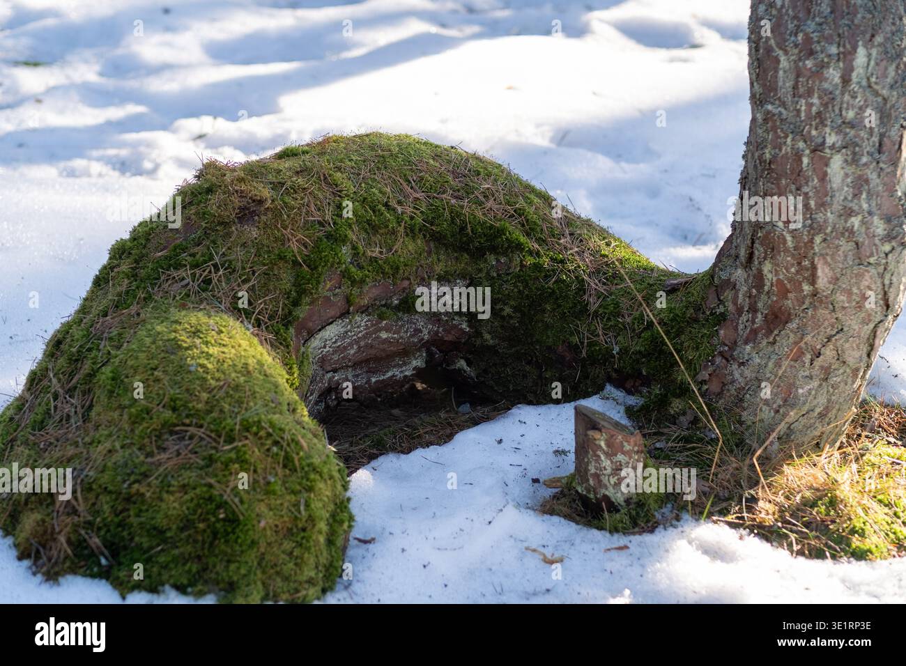 Moosbedeckte Baumwurzel, die einer Kreatur im Schnee im Tanzenden Wald in der Kurischen Nehrung in Litauen ähnelt und einzigartige natürliche Formationen zeigt Stockfoto