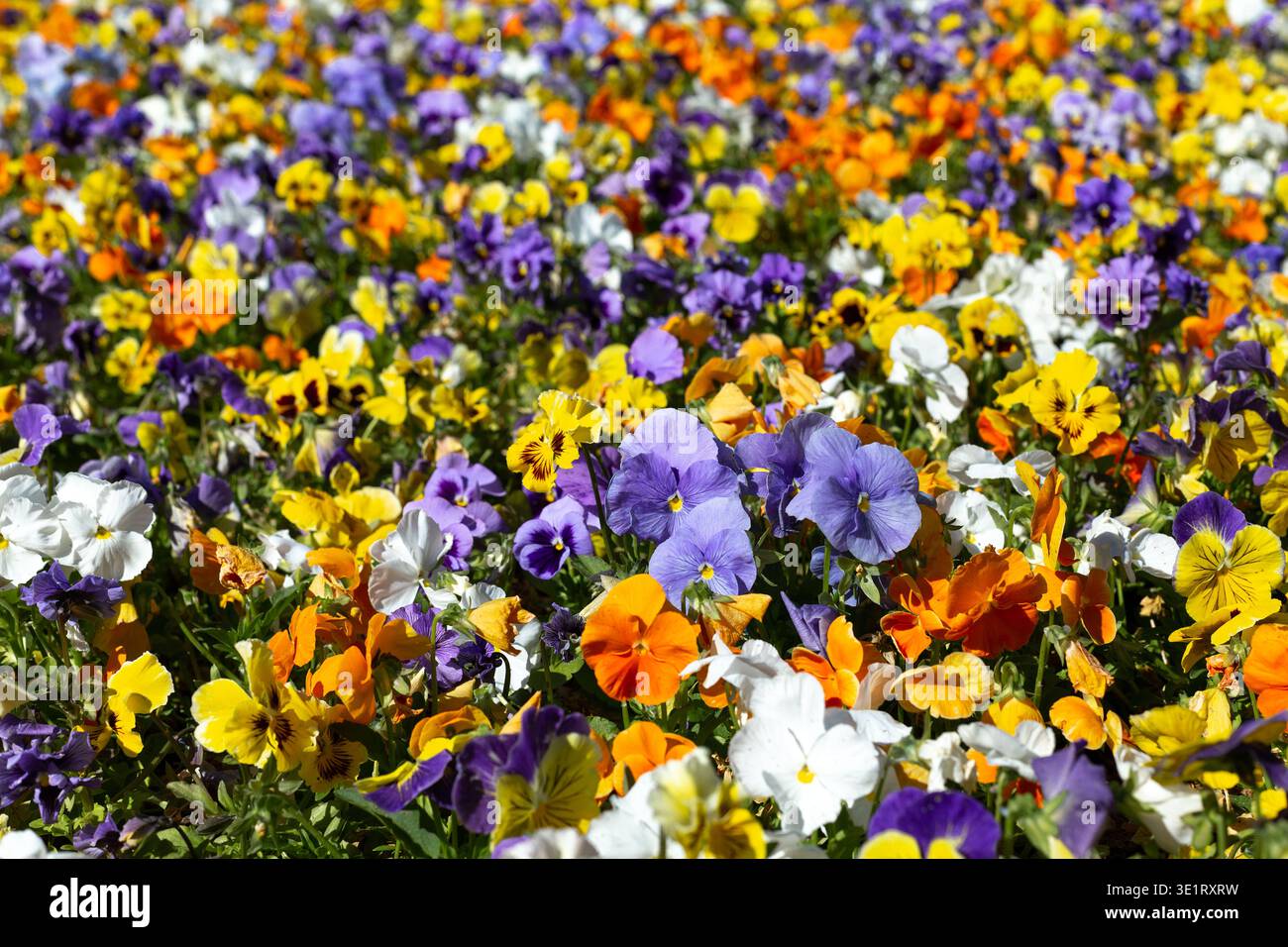 Blumenhintergrund, nah am Naturkonzept Stockfoto