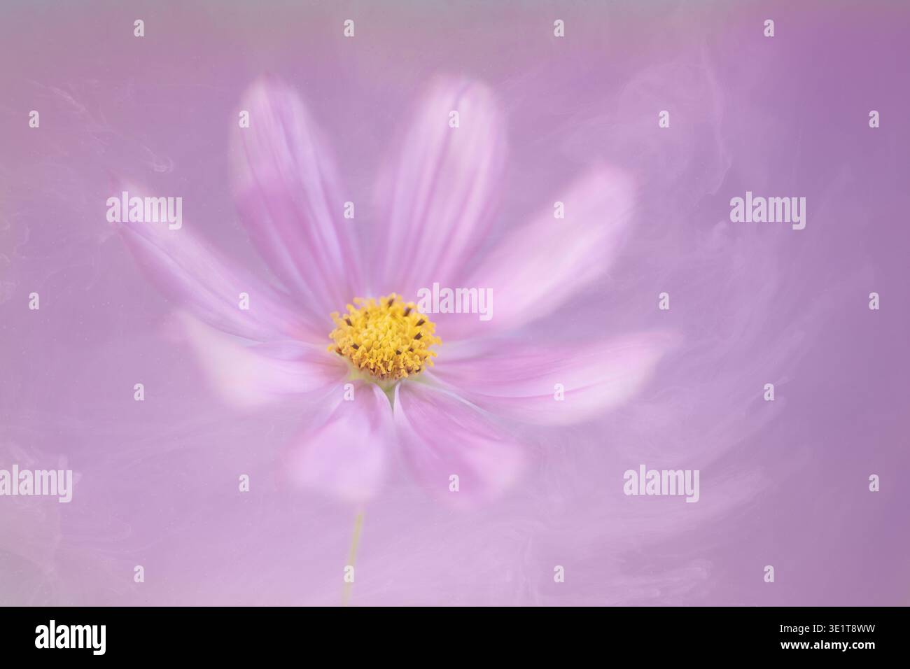 Ein Kunstbild einer einsamen rosafarbenen Cosmos-Blume, fotografiert auf einem melierten, rosa Hintergrund Stockfoto