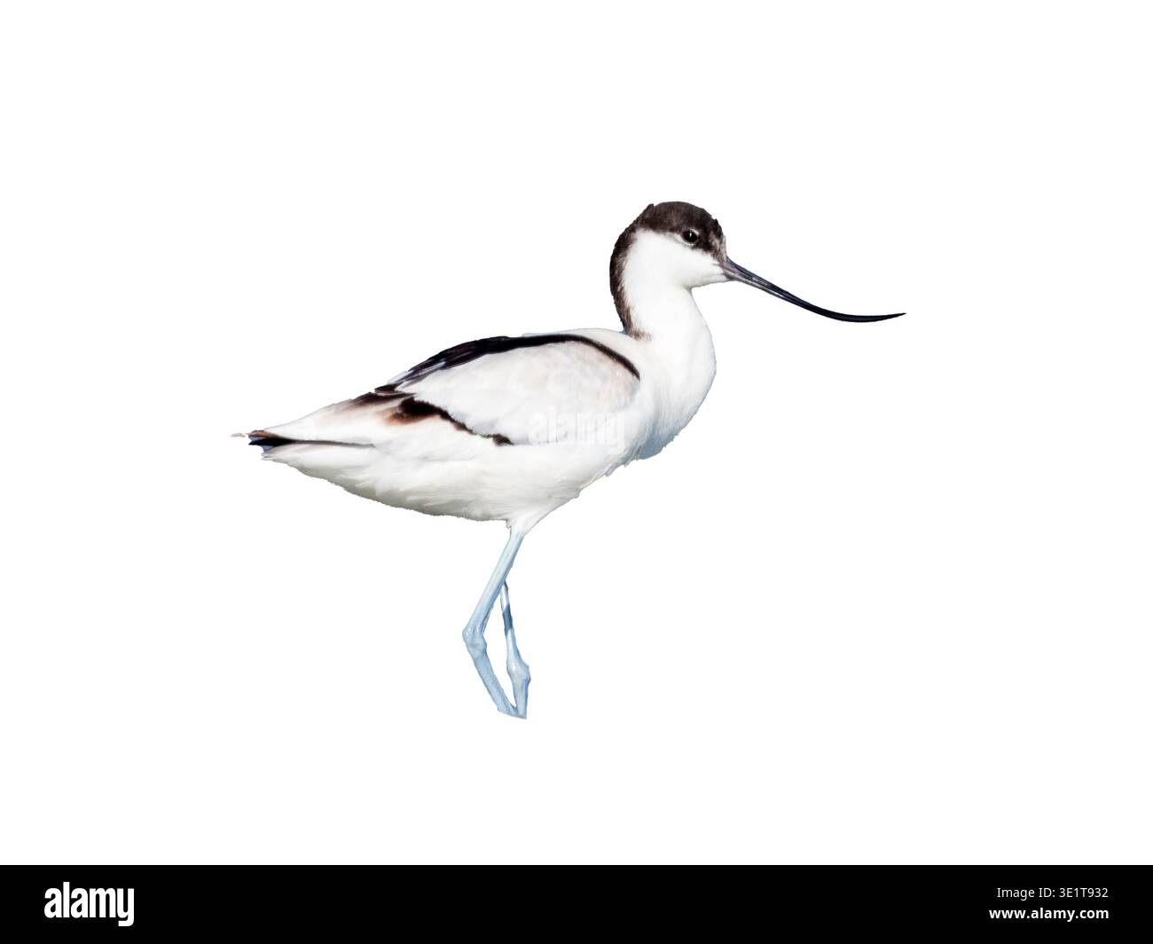 rattenvogel (Recurvirostra avosetta) zu Fuß, mit umgedrehtem Schnabel und blau-grauen Beinen, weißem Hintergrund, Fayoum, Ägypten Stockfoto
