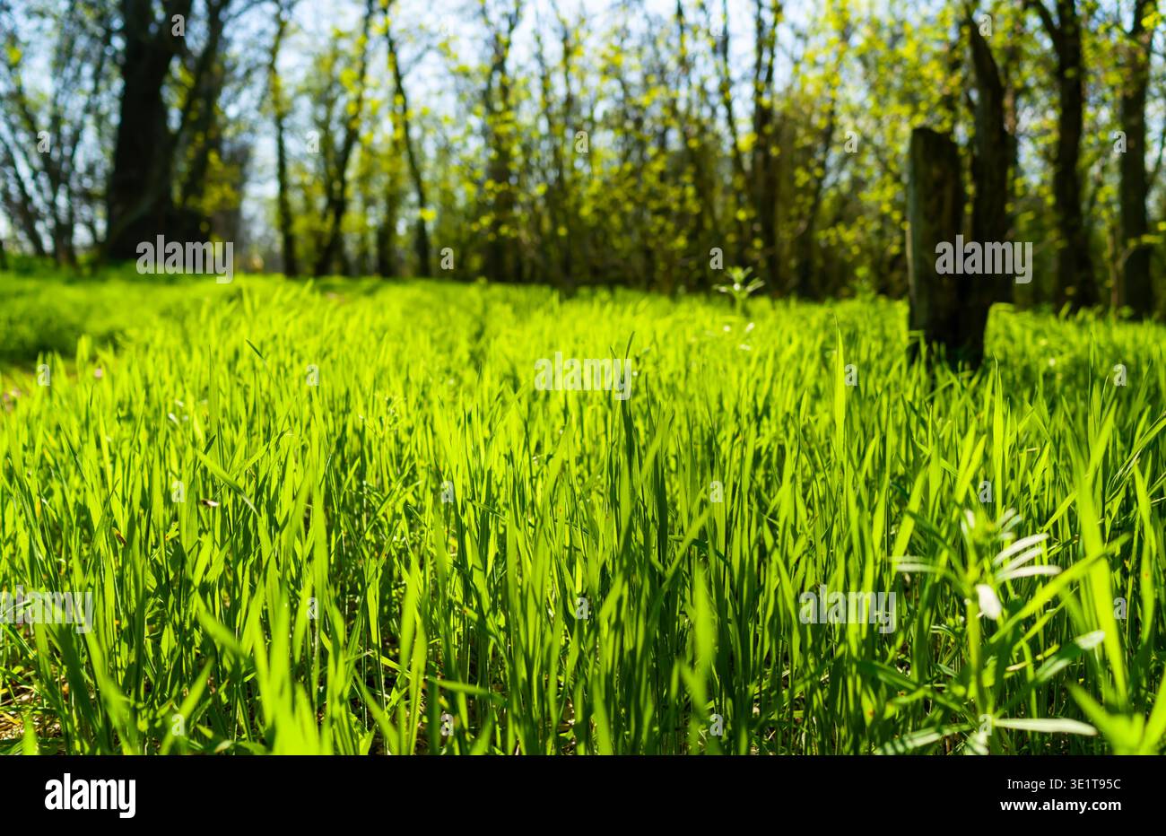 Frisches grünes Poaceae-Grasfeld in einem sonnendurchfluteten Wald, wunderschöne Landschaft mit verschwommenen Bäumen und sanftem Morgenlicht, botanische Fotografie Stockfoto