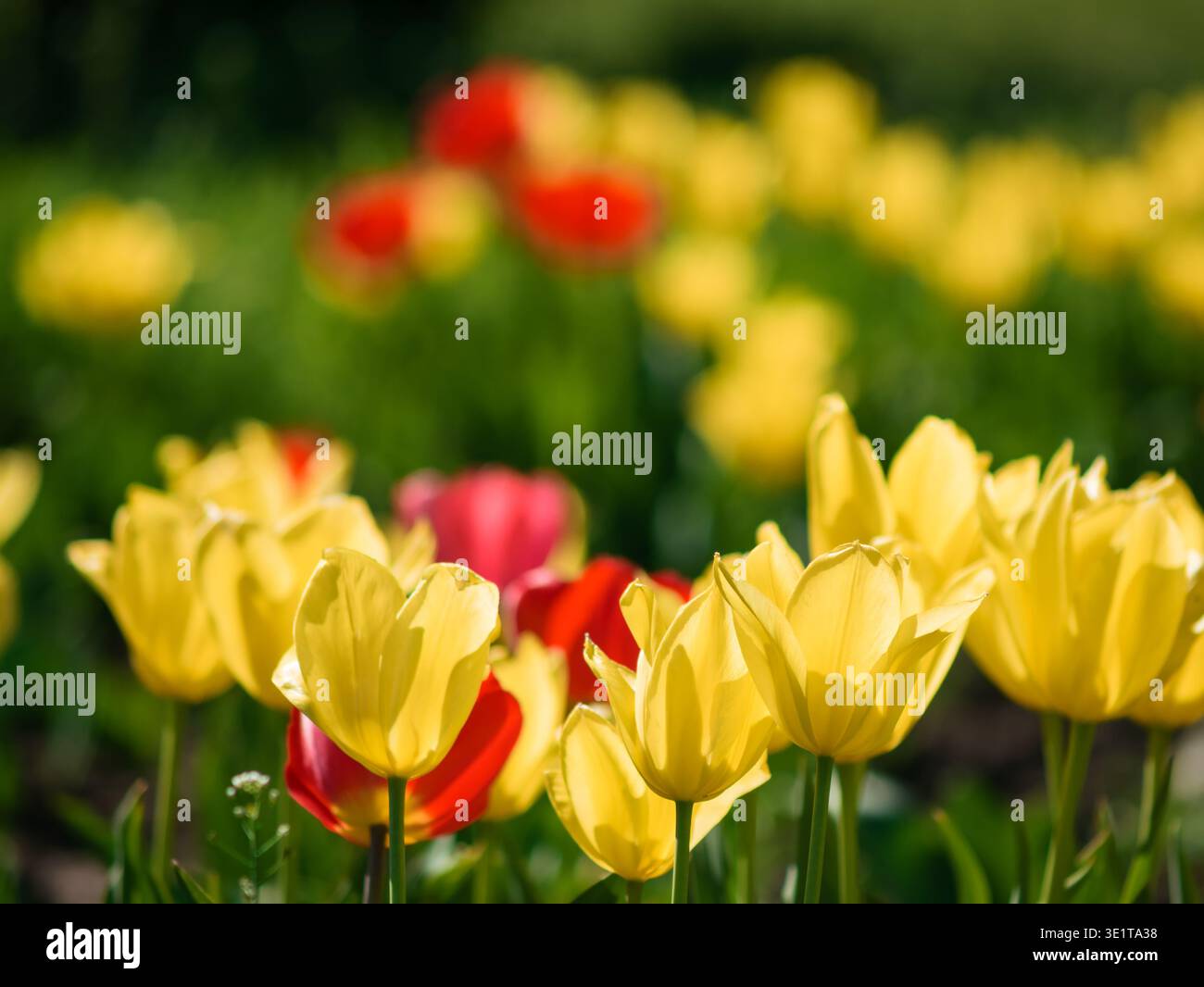 Leuchtend gelbe und rote Tulipa gesneriana blüht auf einem sonnigen Feld, Makroaufnahme aus eleganten Tulpenblüten und grünem Laub auf einem unscharfen Hintergrund Stockfoto