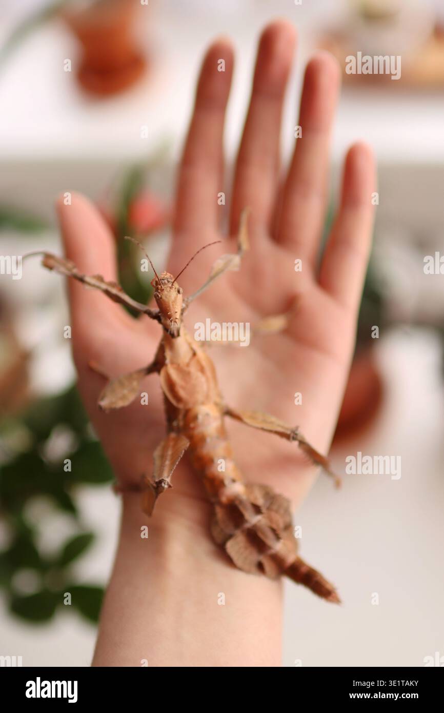 Eine erwachsene australische Phasmatodea ist an der Hand Stockfoto