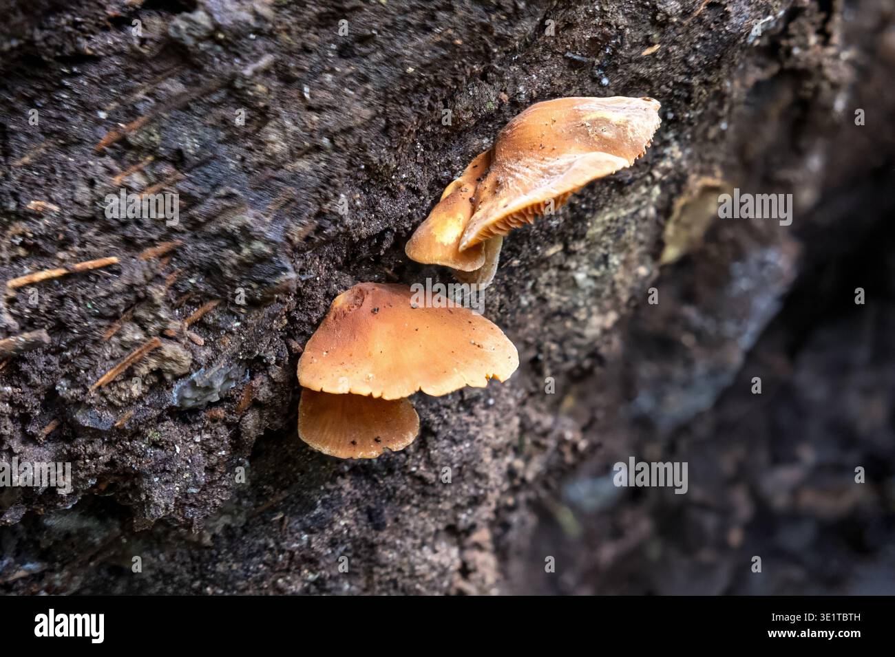 Samtschaft, Anse Mamin, Walddschungel, Soufriere, St. Lucia Stockfoto