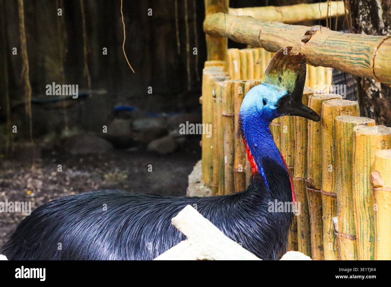 Cassowary-Vogel in der Nähe von Holzzaun im Zoogehege mit detaillierten farbenfrohen Köpfen und tropischer Tierwelt auf den Philippinen. Stockfoto