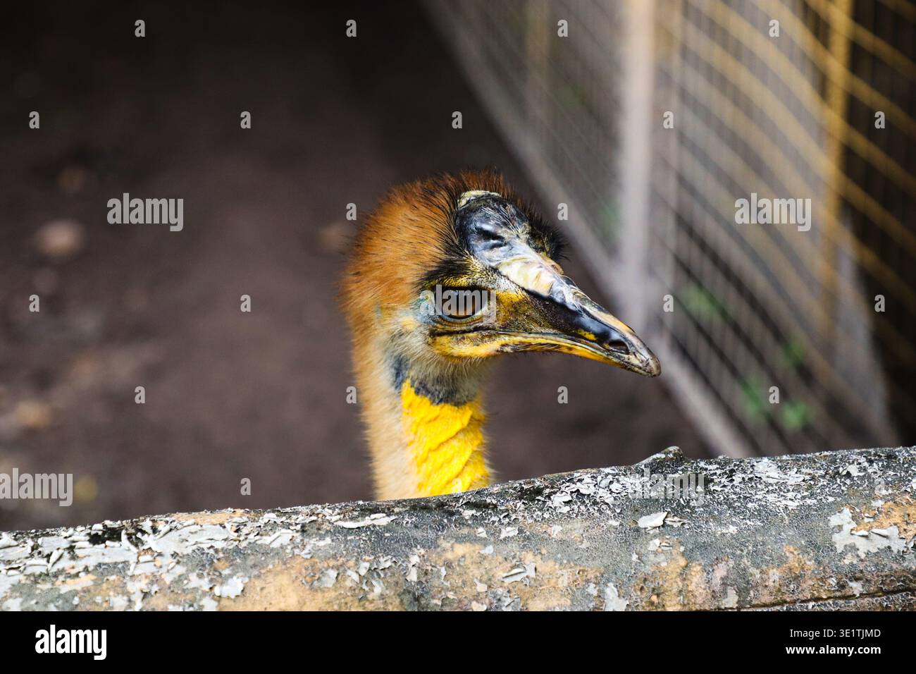Nahaufnahme des Cassowary-Kopfes mit Blick über den Zaun im Zoogehege mit detailliertem Auge und farbenfrohem Hals in tropischer Umgebung. Stockfoto