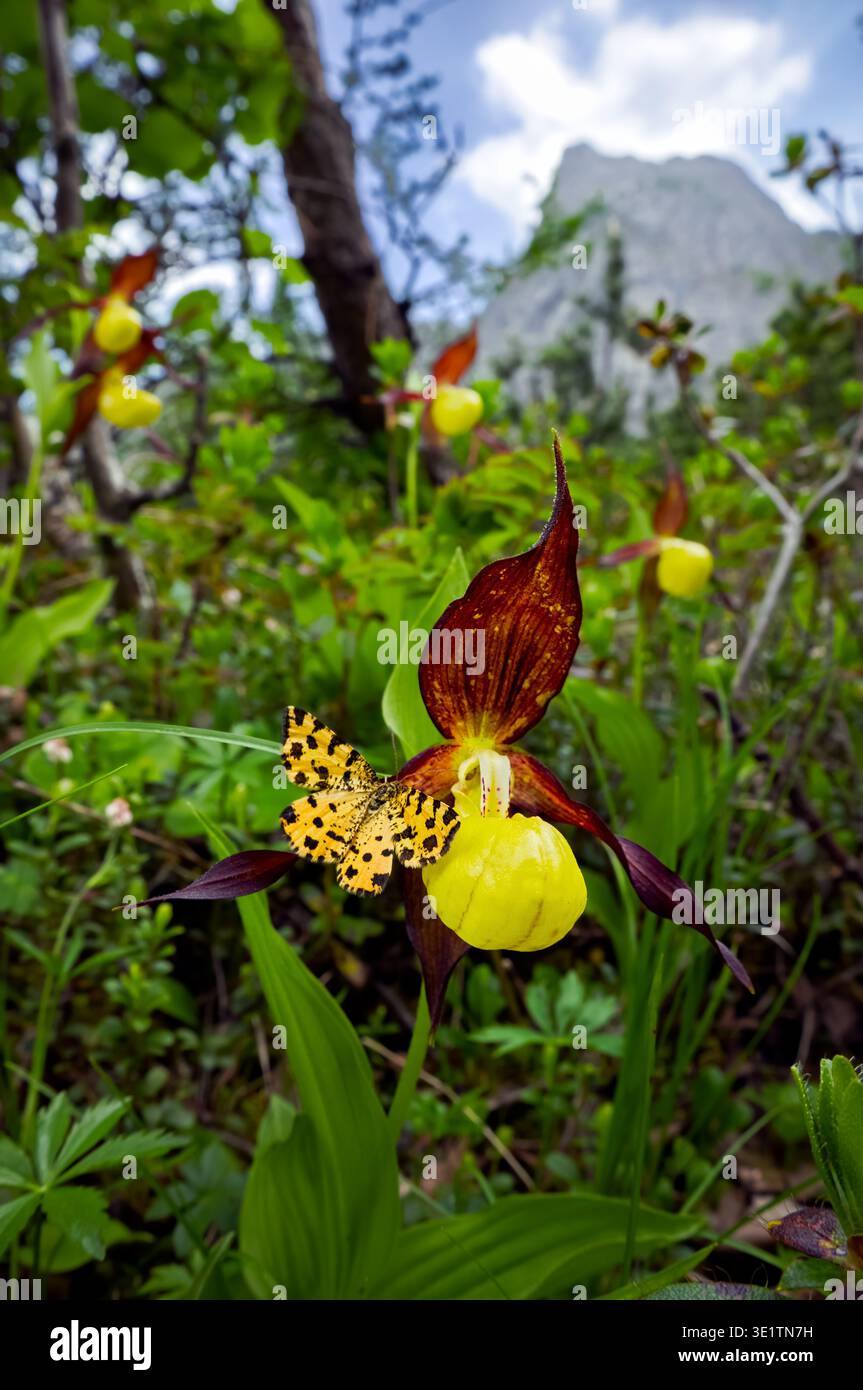 Damen Slipper Orchidee (Cypripedium calceolus) mit einem Schmetterling auf ihnen und die italienischen Alpen im Hintergrund, vertikale Ansicht Stockfoto