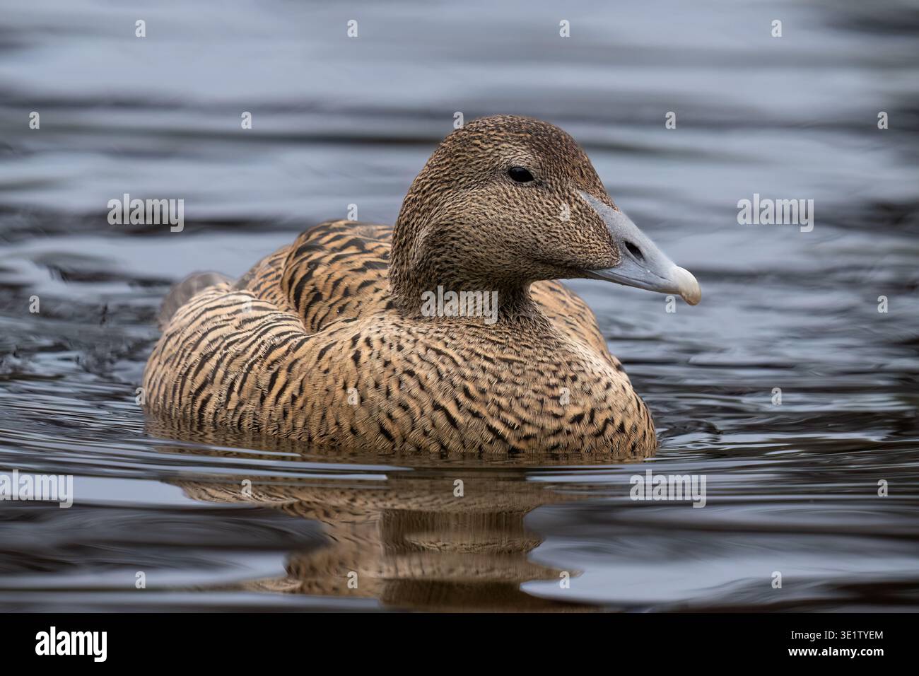 Eiderente Stockfoto