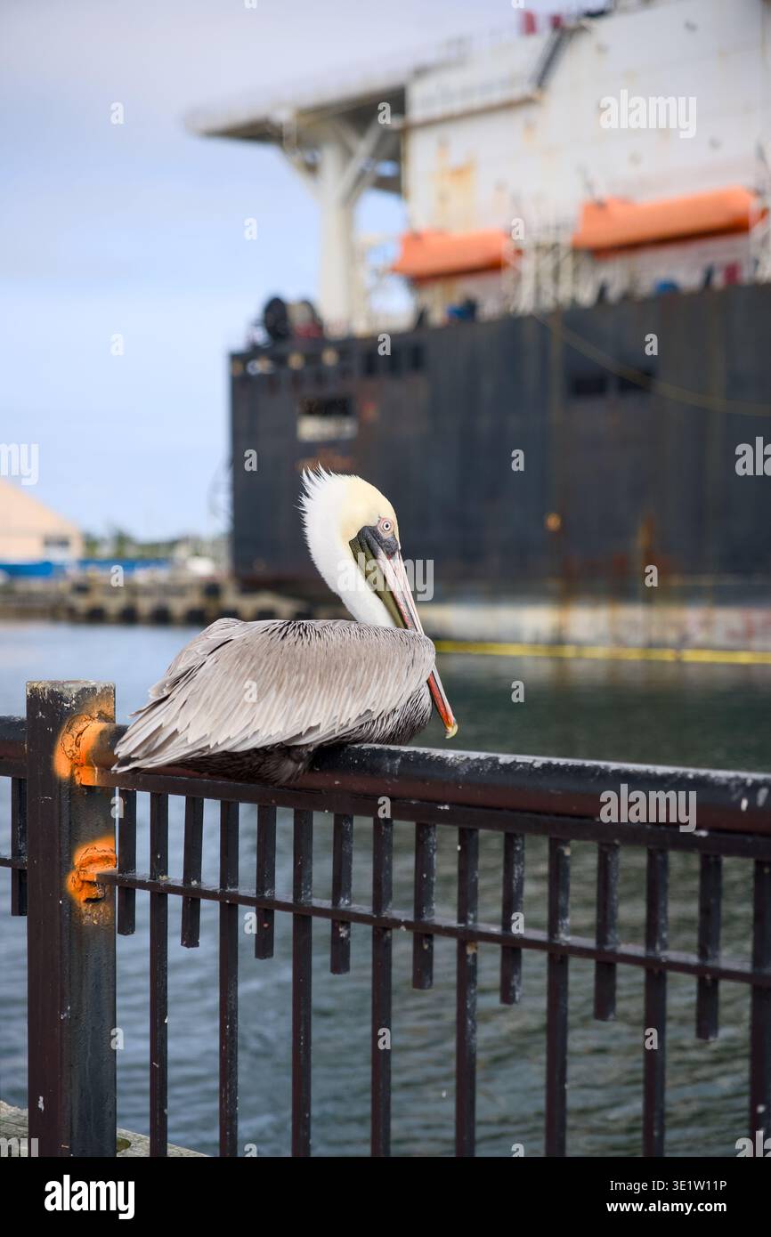 Brauner Pelikan auf Geländer im Hafen von Pensacola Stockfoto