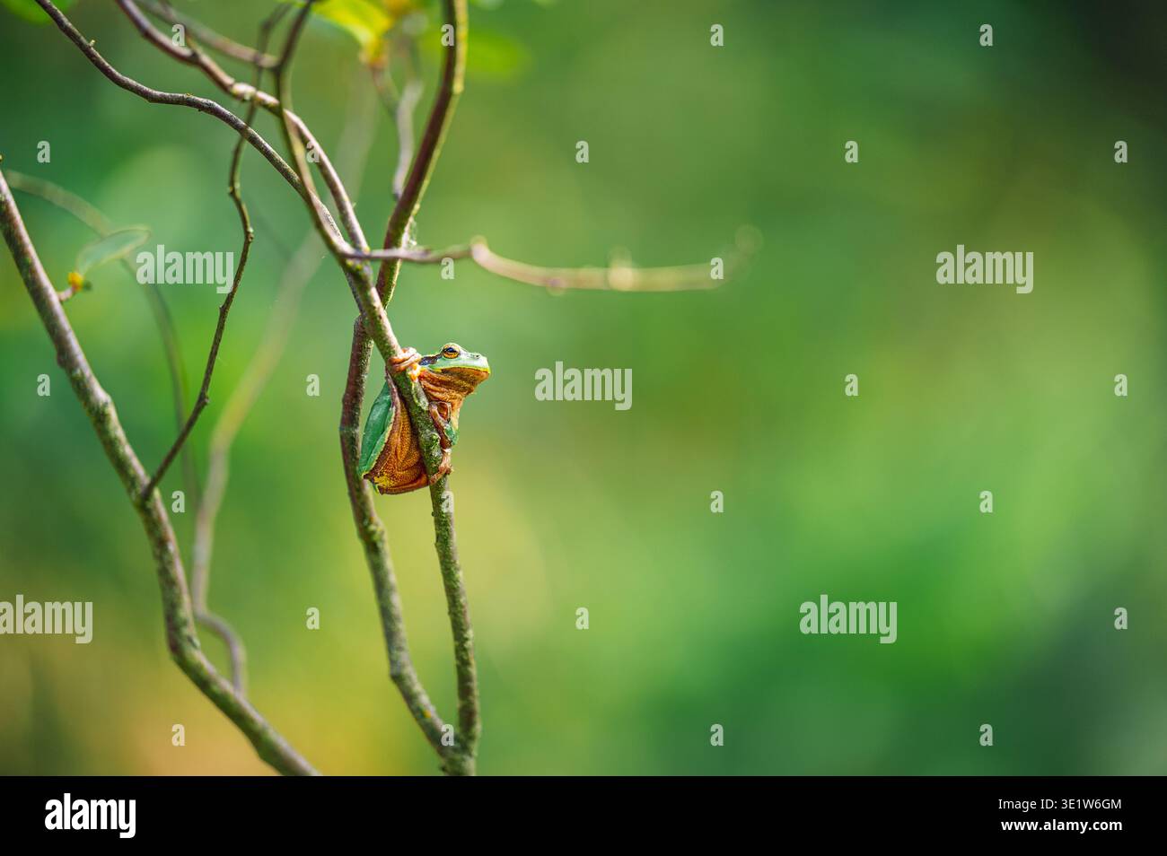 Baumfrosch (Hyla) haftet an schlanken Ästen im Wald. Grüne und orangefarbene Haut ist sichtbar. Stockfoto