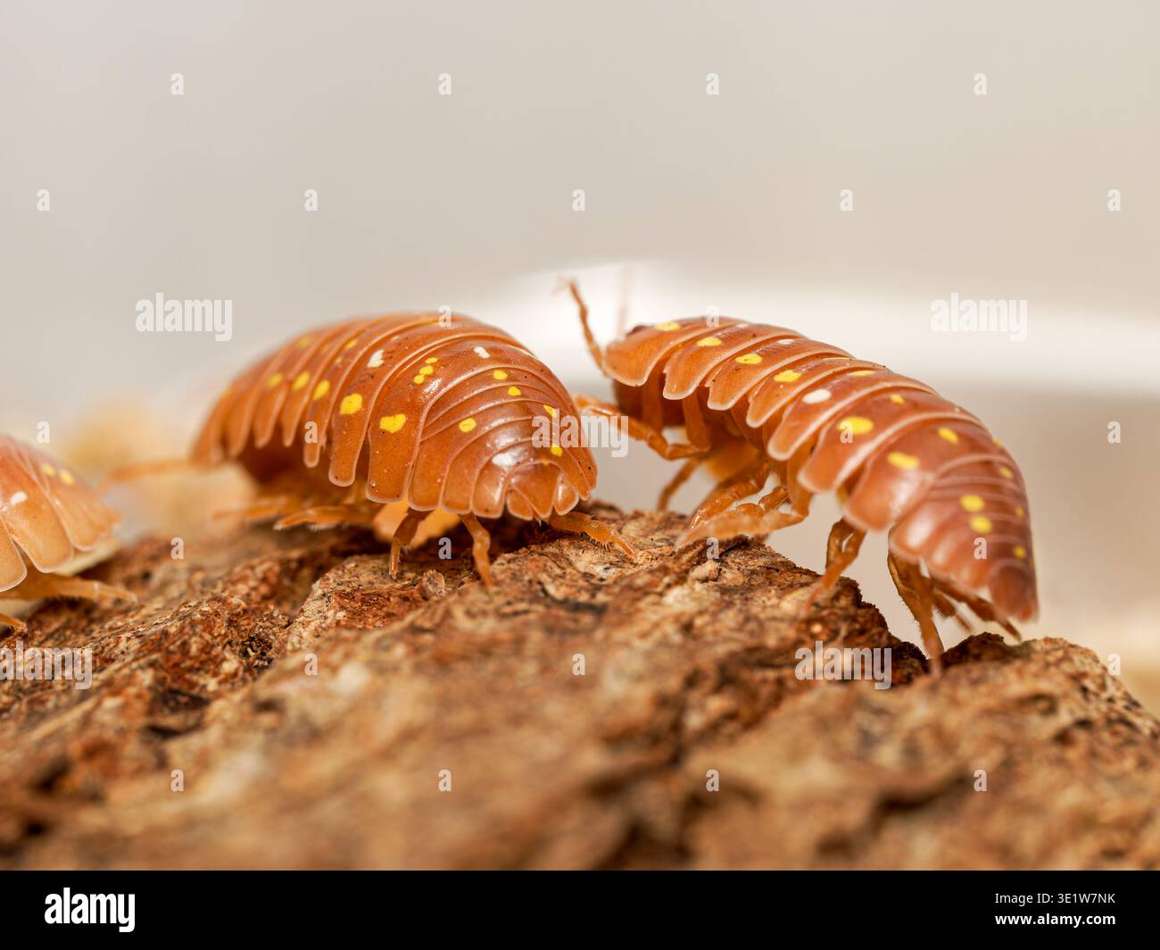 Makro von Orangenisopoden (Armadillidium frontetriangulum), Korfu morph, Landkrebstiere auf Rinde. Stockfoto