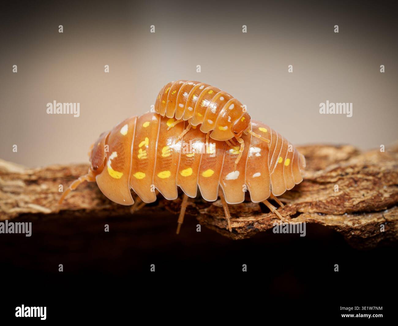 Makro von Orangenisopoden (Armadillidium frontetriangulum), Korfu morph, Landkrebstiere auf Rinde. Stockfoto