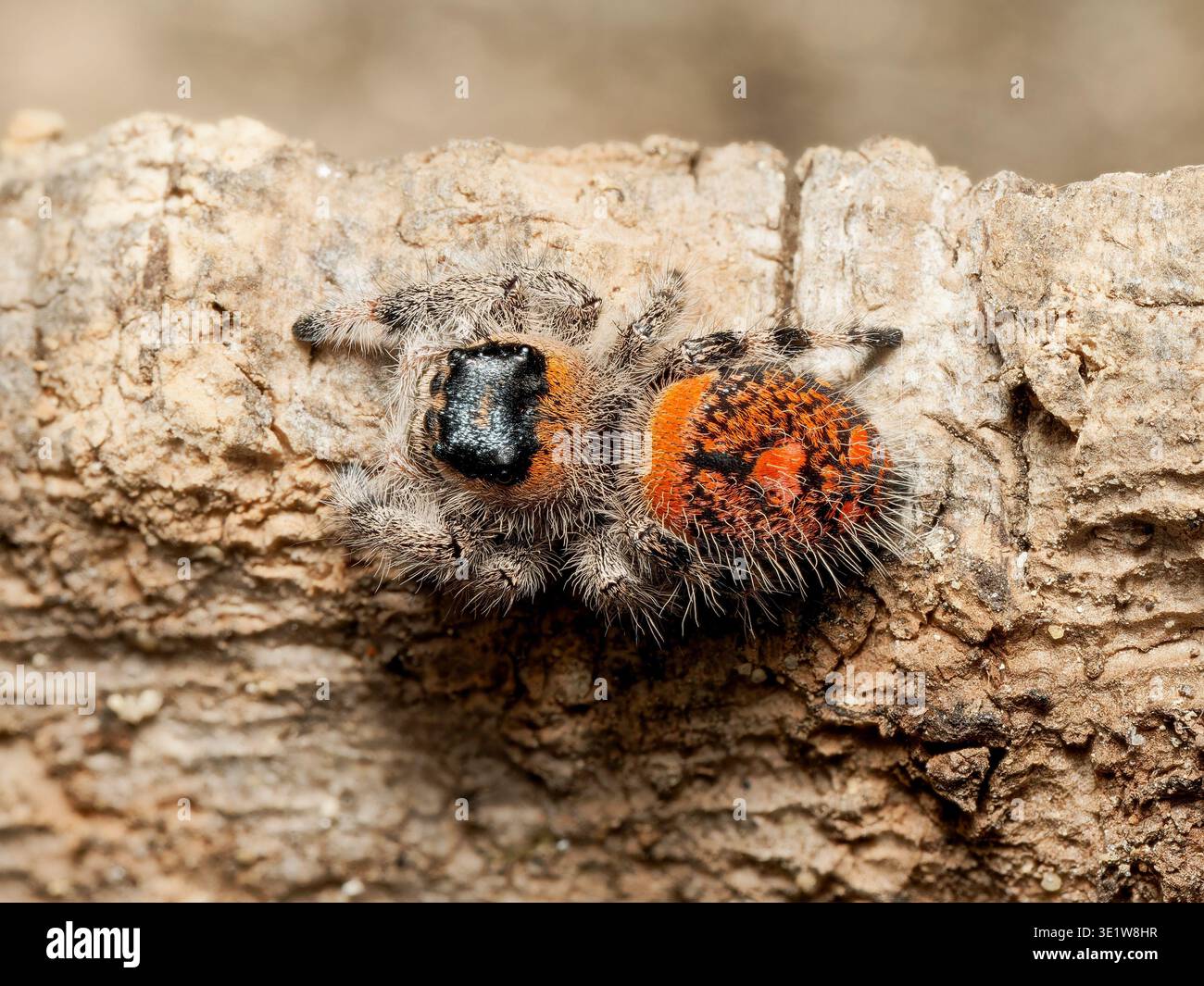 Makro einer königlichen Springspinne (Phidippus regius) mit hellorange gemustertem Bauch auf der Rinde, mit detaillierten Augen und Textur. Stockfoto