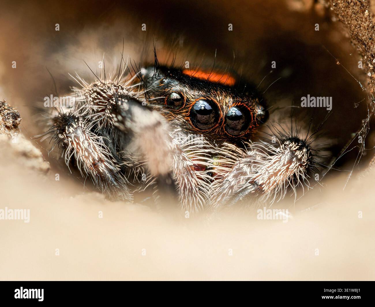 Makro einer königlichen Springspinne (Phidippus regius) mit hellorange gemustertem Bauch auf der Rinde, mit detaillierten Augen und Textur. Stockfoto