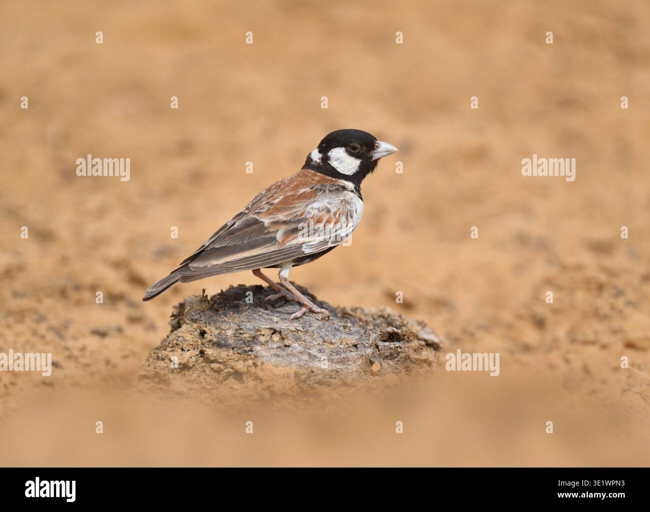 Schwarzgekrönte Spatzenlarke - Eremopterix nigriceps Stockfoto