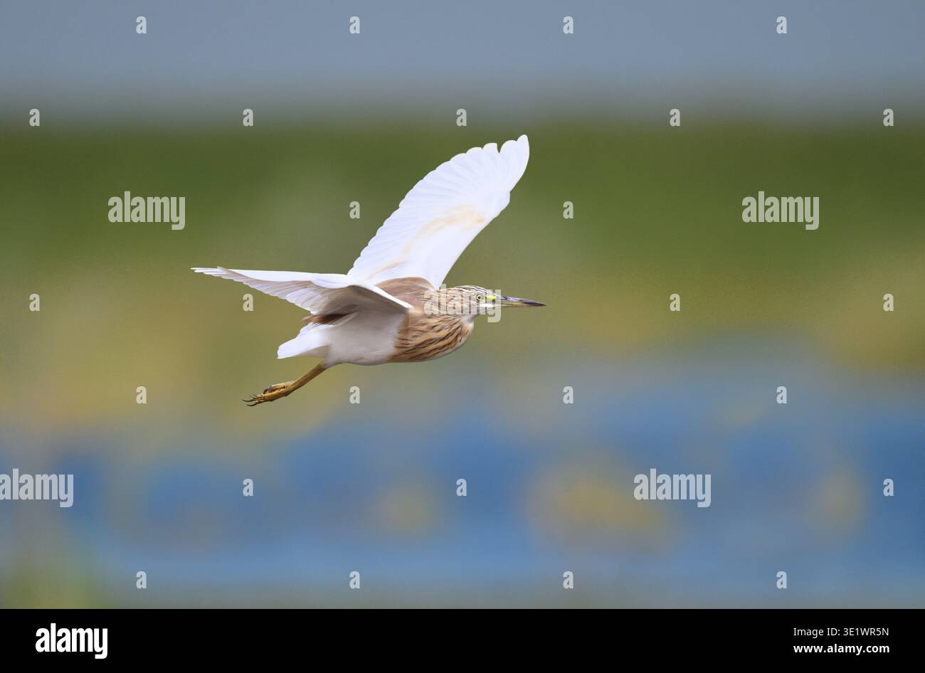 Squacco Heron - Ardeola ralloides Stockfoto