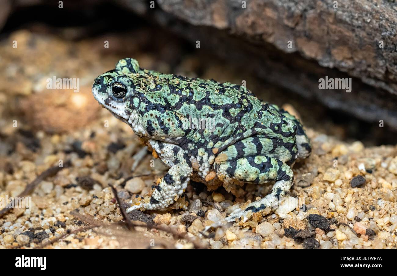 Nahaufnahme einer grünen Kröte (Anaxyrus debilis) Stockfoto