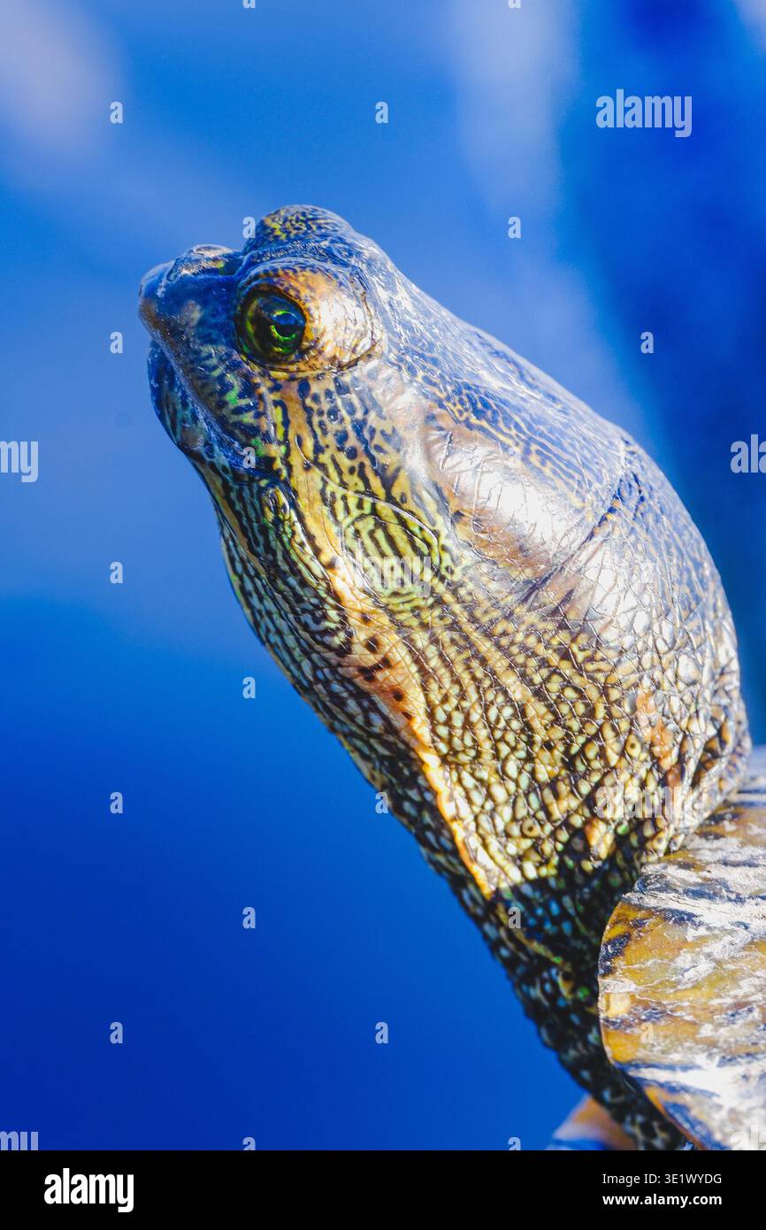 Die Samllschildkröte sonnt sich auf dem See. Stockfoto