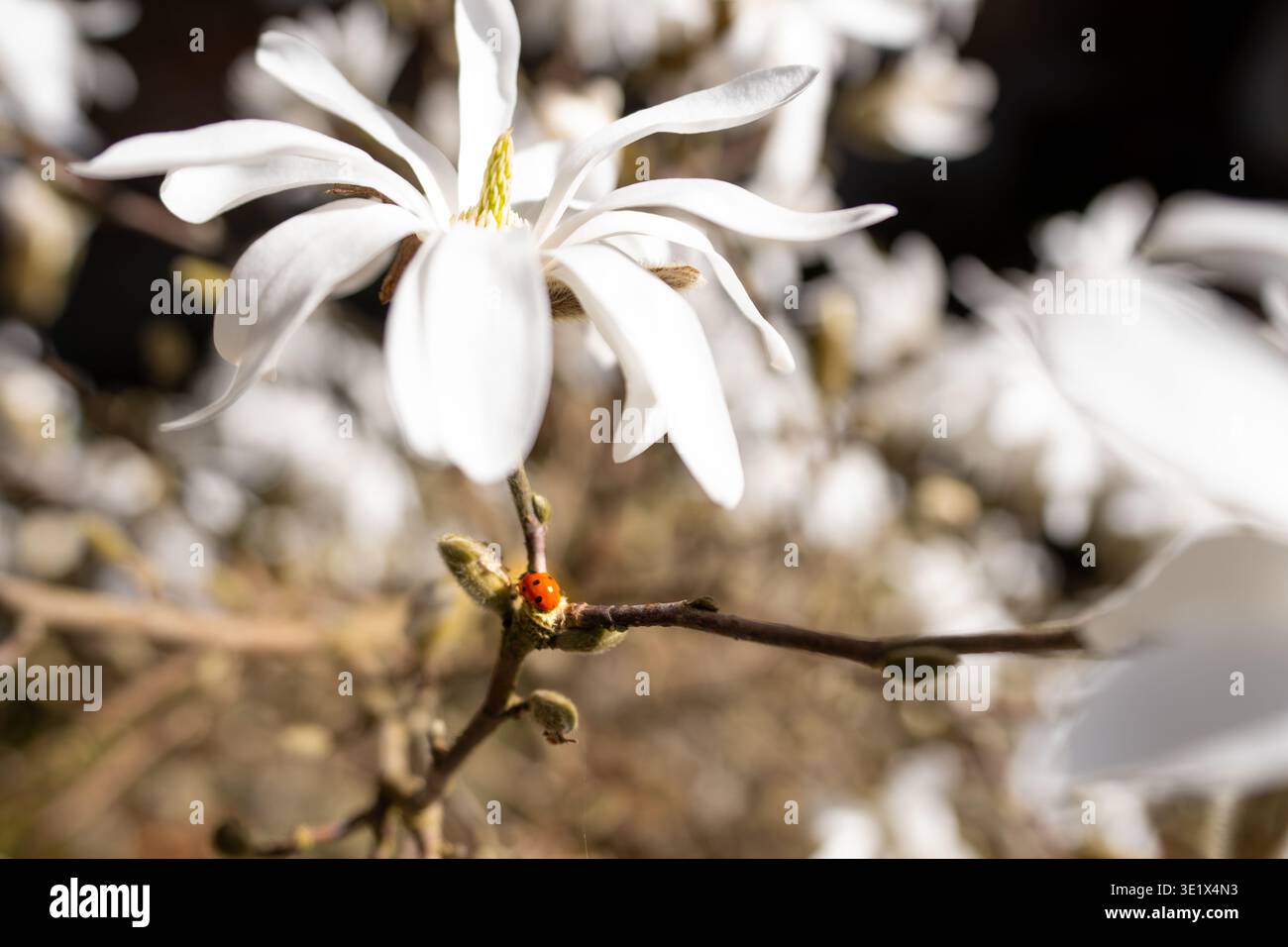 Winziger Marienkäfer sitzt unter weißer Magnolie stellata-Blüte im Sonnenschein Stockfoto