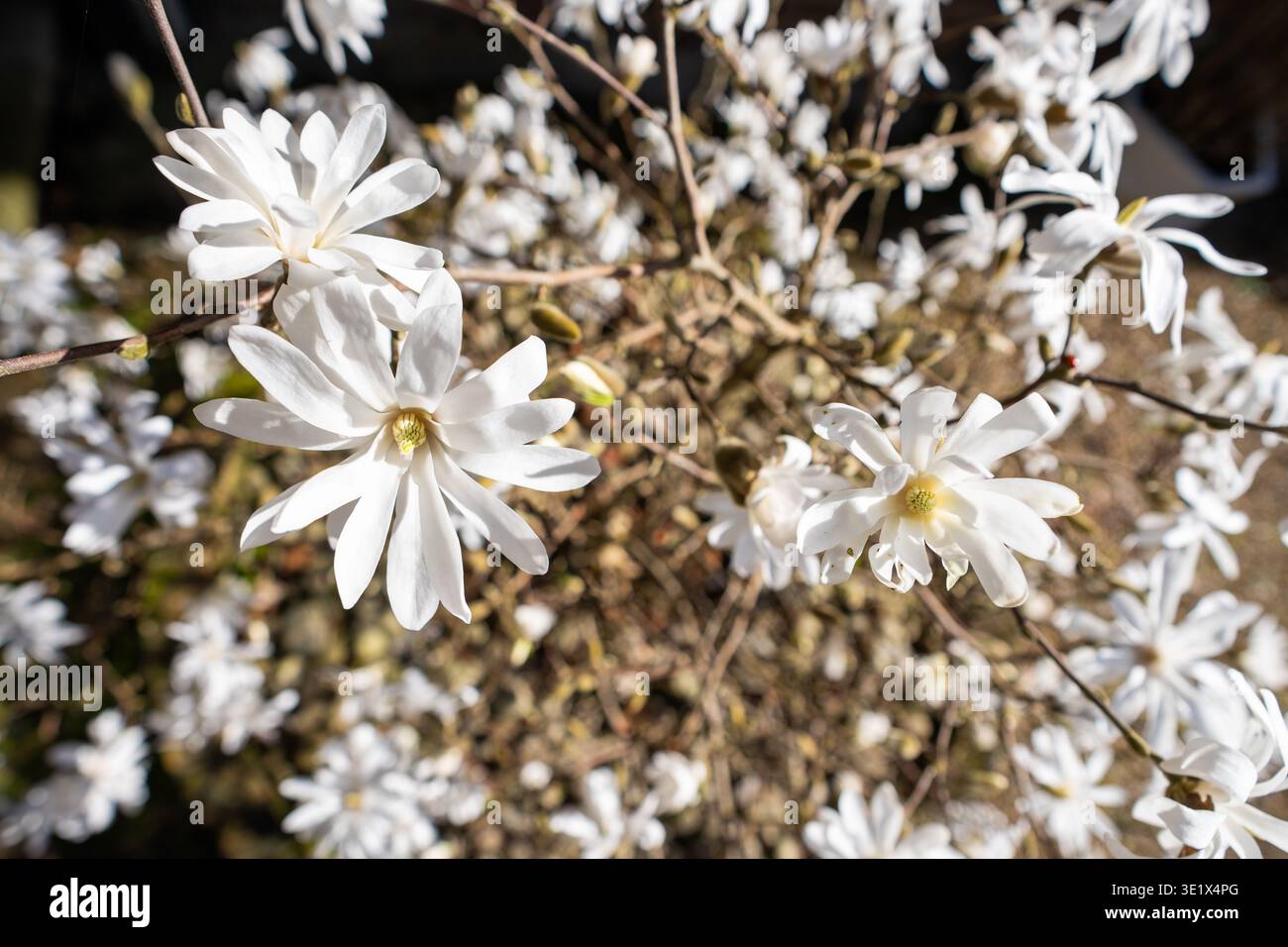 Mehrere weiße Magnolien-stellata-Blüten bei Sonnenschein Stockfoto