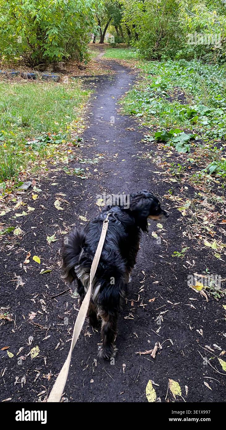 Ein schwarzer Lockenhund an der Leine, der in einem Herbstpark zwischen goldenen, gefallenen Blättern spaziert Stockfoto