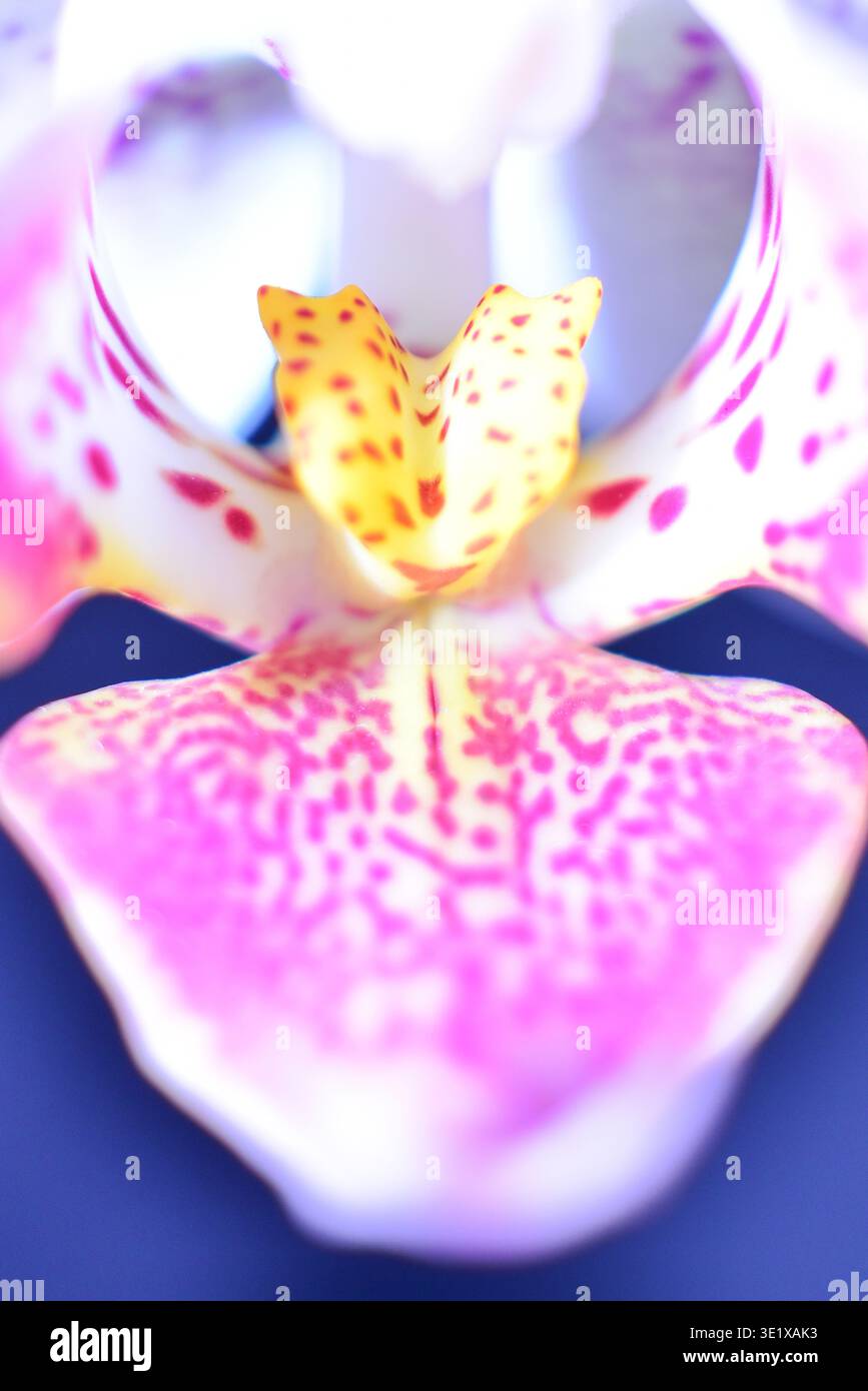 Makrofoto einer Orchideenblume, Deutschland, Europa Stockfoto