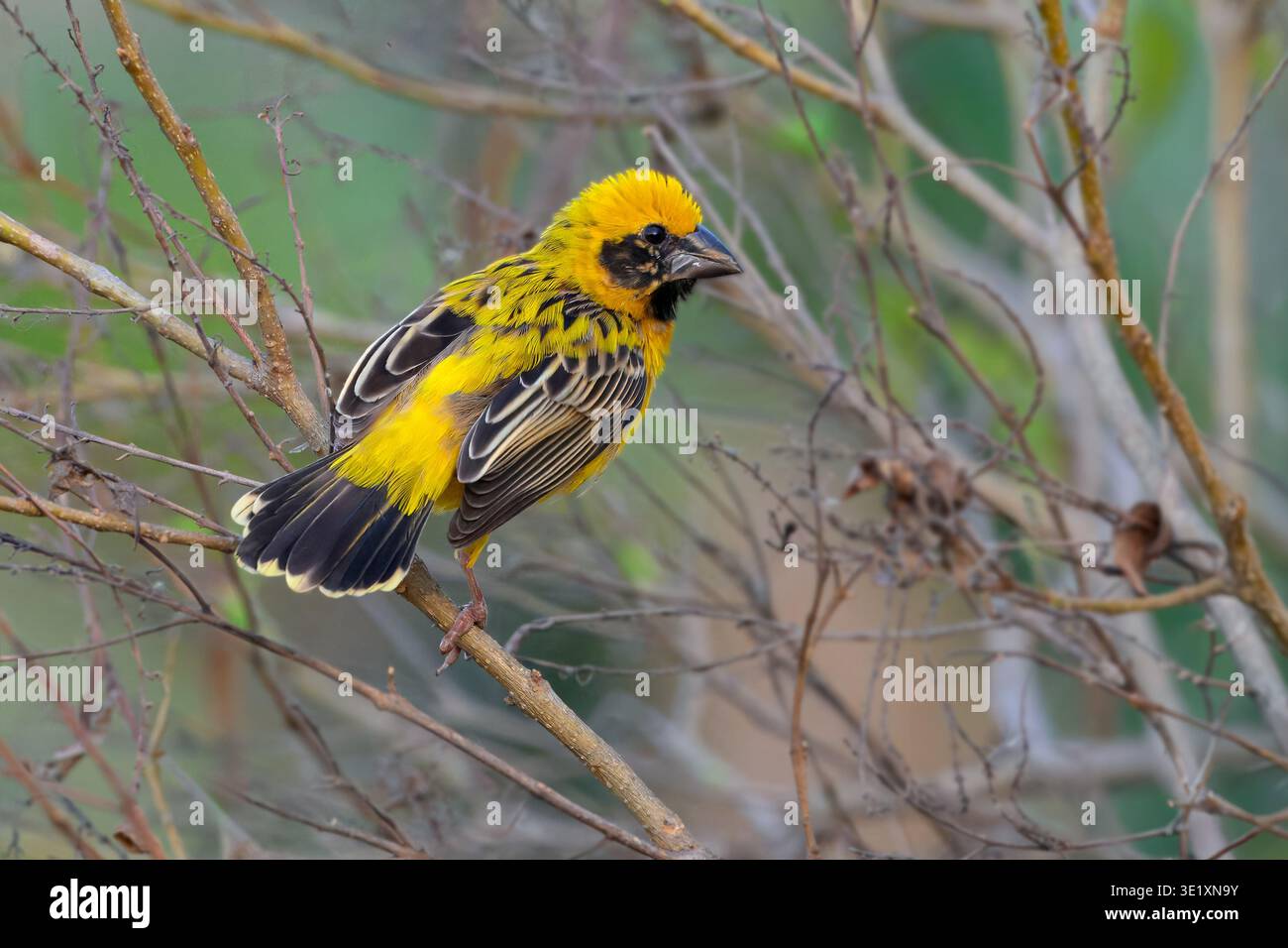 Erwachsener männlicher asiatischer Goldener Weber (Ploceus hypoxanthus) in Zuchtgefieder mit schwarzer Maske auf einem Zweig in Nong Pla Lai, Thailand. Stockfoto