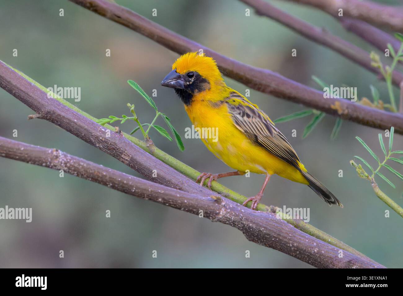 Männlicher asiatischer Goldener Weber (Ploceus hypoxanthus) in Zuchtgefieder, einer nahe bedrohten Art in einem Feuchtgebiet in Nong Pla Lai, Phetchaburi, Thailand. Stockfoto