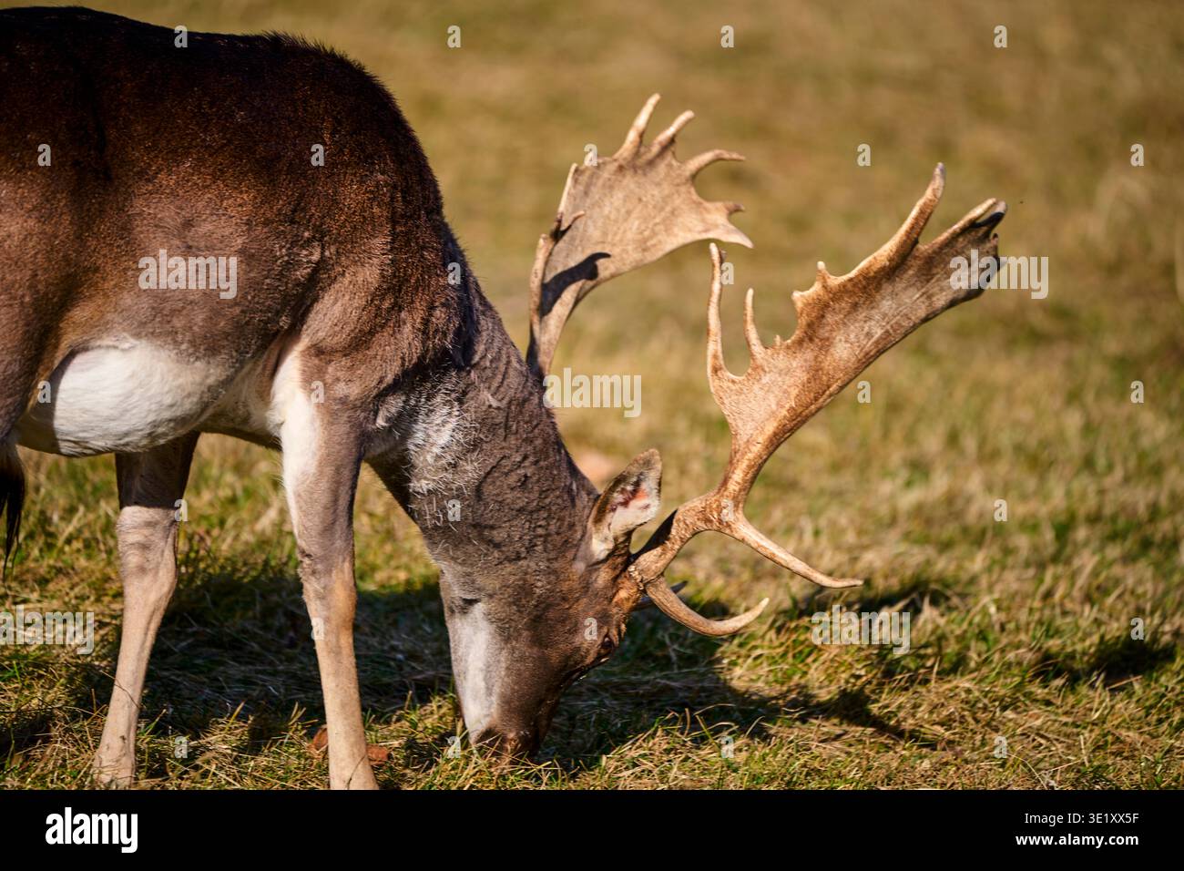 Damhirsch (Dama dama), der auf Gras weidet, männlich mit großen Geweihen in der Natur Stockfoto