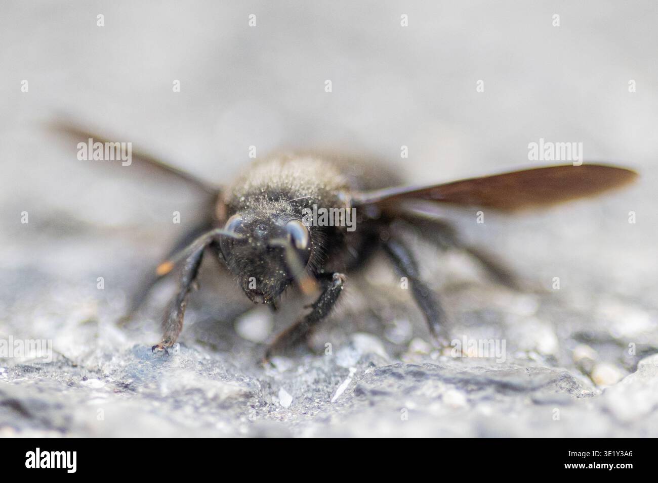 Zimmerbiene auf Betonoberfläche Stockfoto