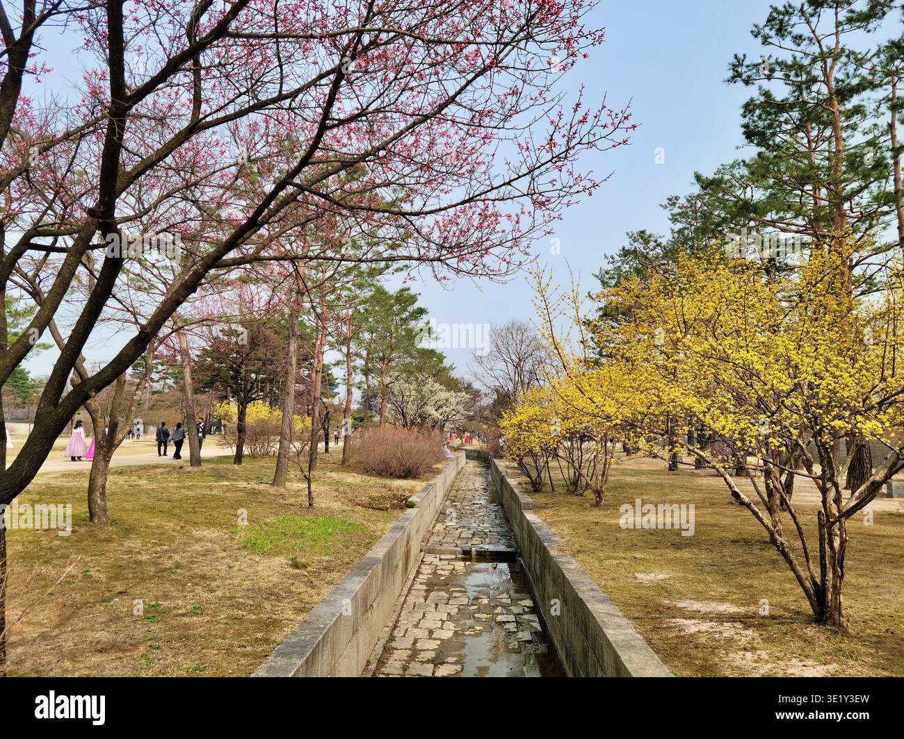 SEOUL SÜDKOREA - 27. MÄRZ 2024: Blick auf den traditionellen Steinwasserkanal gesäumt mit blühenden Frühlingsblumen im Gyeongbokgung Palace. Stockfoto