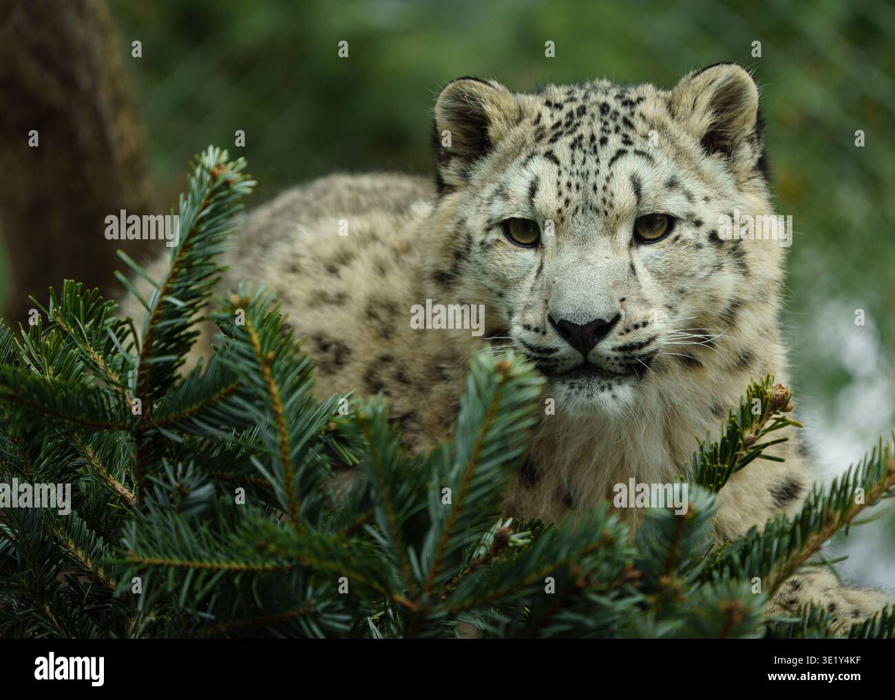Ein majestätischer Schneeleopard ruht ruhig zwischen dichtem grünen Laub, sein mächtiger, aber anmutiger Körper, der teilweise von Kiefernzweigen im Vordergrund verborgen ist... Stockfoto
