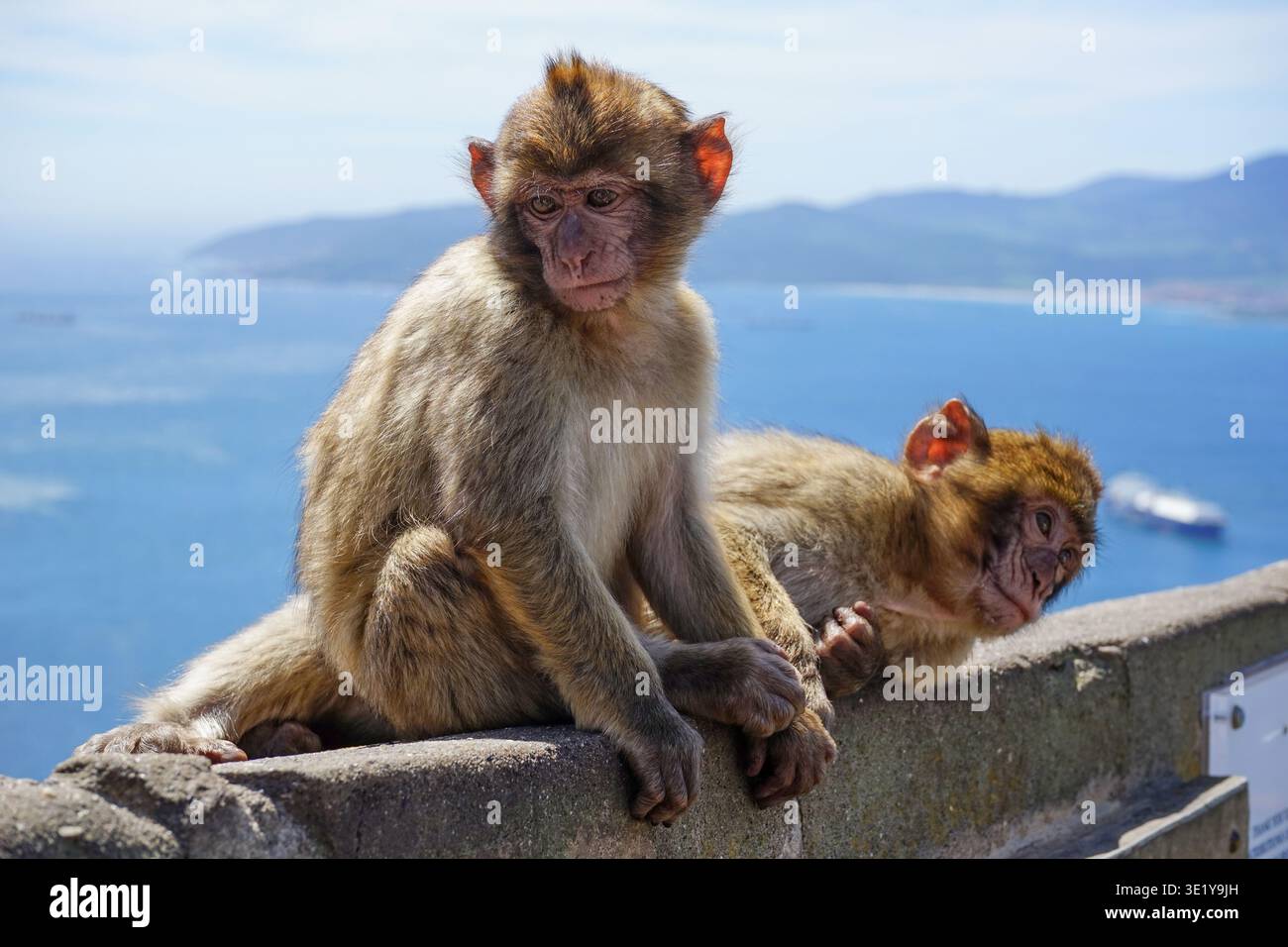 Barbarmakaken in Gibraltar, Großbritannien Stockfoto
