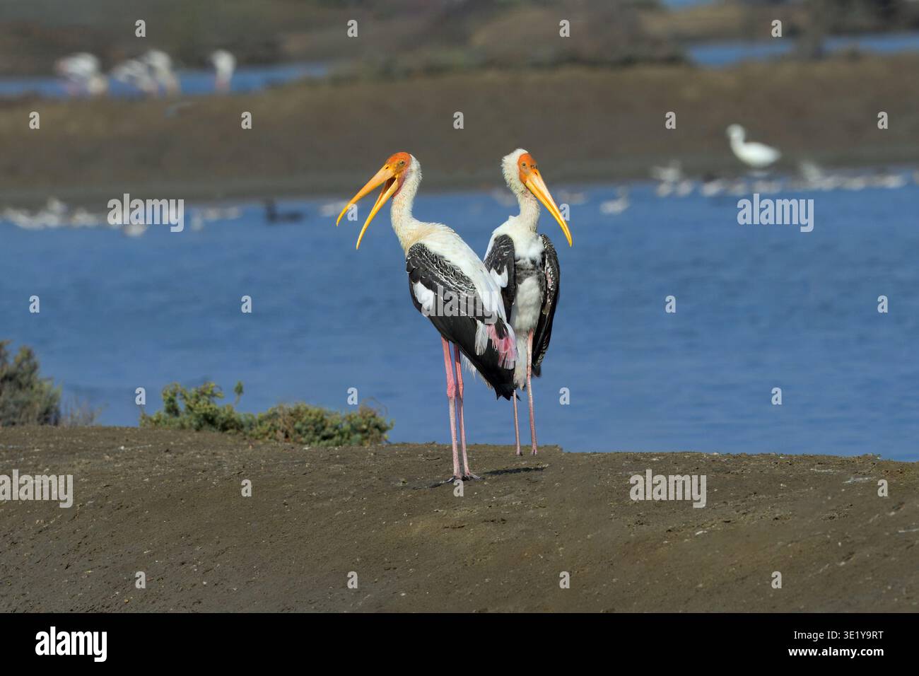 Ein Paar ausgewachsener gemalter Störche (Mycteria leucocephala) im Zuchtgefieder, einer mit offener Rechnung in Laem Pak Bia Salinen, Phetchaburi, Thailand. Stockfoto