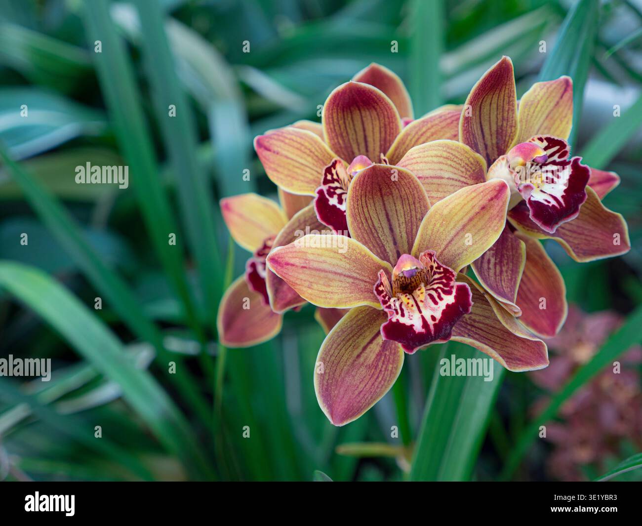 Cymbidium Strathblane gx 'Lewes' Boot Orchidee Strathblane gx 'Lewes' im Orchideenhaus Surrey UK Stockfoto