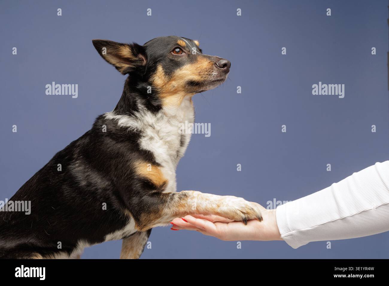 Haushund, der die Pfote auf eine menschliche Hand legt. Konzept von Tiertraining, Gehorsamsbefehl, Vertrauen, Begleitung und Interaktion zwischen Besitzer und Begleiter Stockfoto
