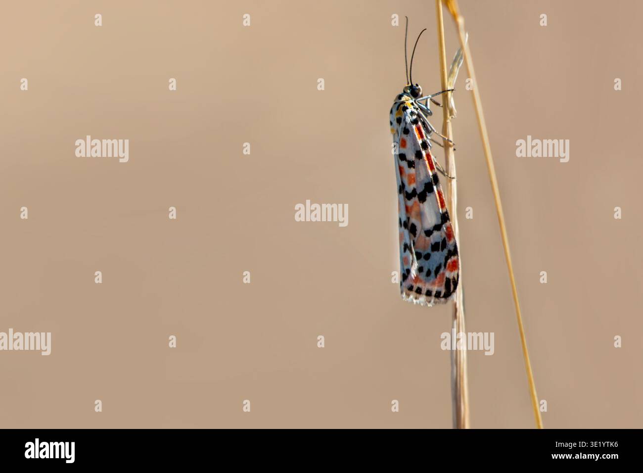 Crimson gesprenkelt Fußmotte (Coscinia cribraria) Makro isoliert auf trockener Pflanze, orange, schwarz und weiß Insekten, weicher Natur Hintergrund, Kopierraum. Stockfoto