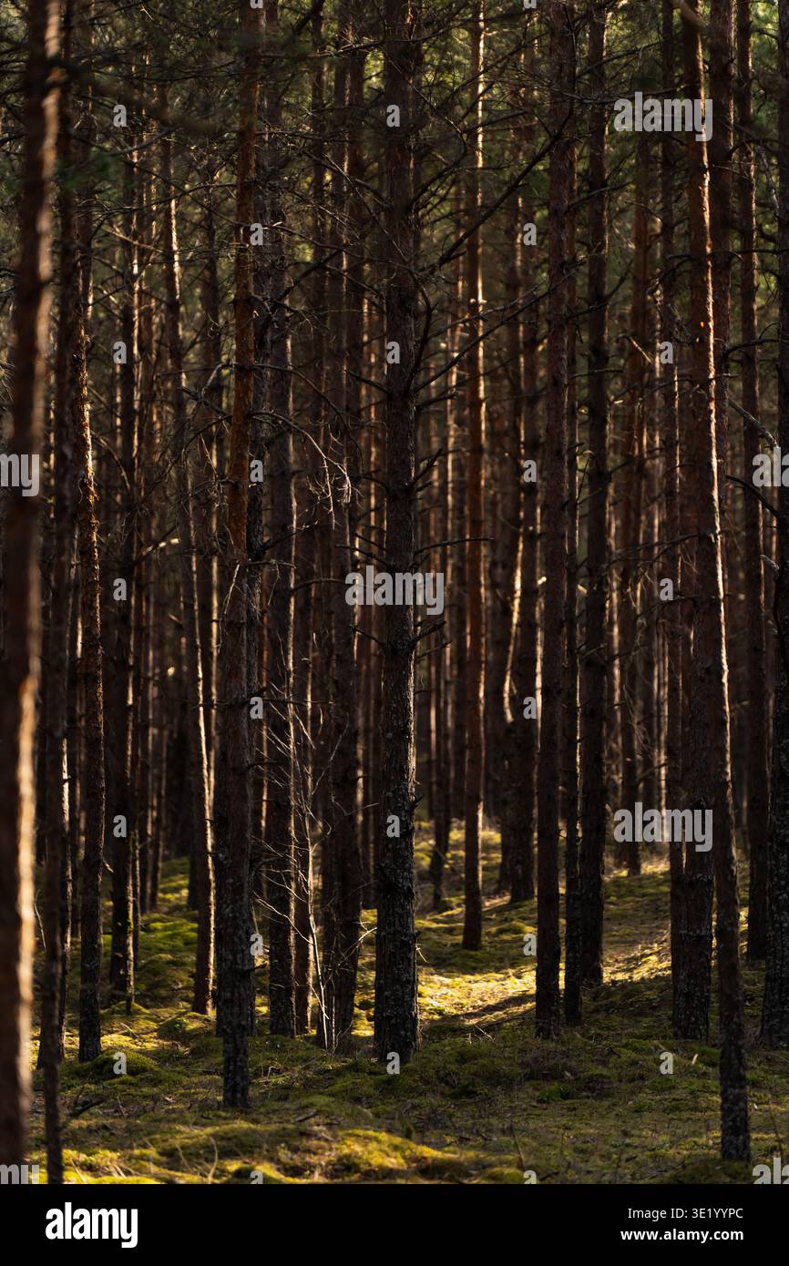 Sonnendurchflutete Tannenstämme und moosbewachsener Waldboden in Lettland, friedliche Ostsee-Waldlandschaft für Ökotourismus, Naturschutz und Naturschutz Stockfoto