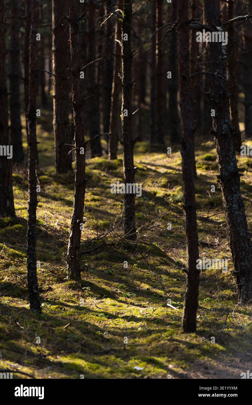 Hohe Kiefernstämme über moosigem Waldboden im Frühlingswald, friedliche Naturlandschaft für Ökologie, Wandern, Wellness-Reisen und Naturrefugien Stockfoto