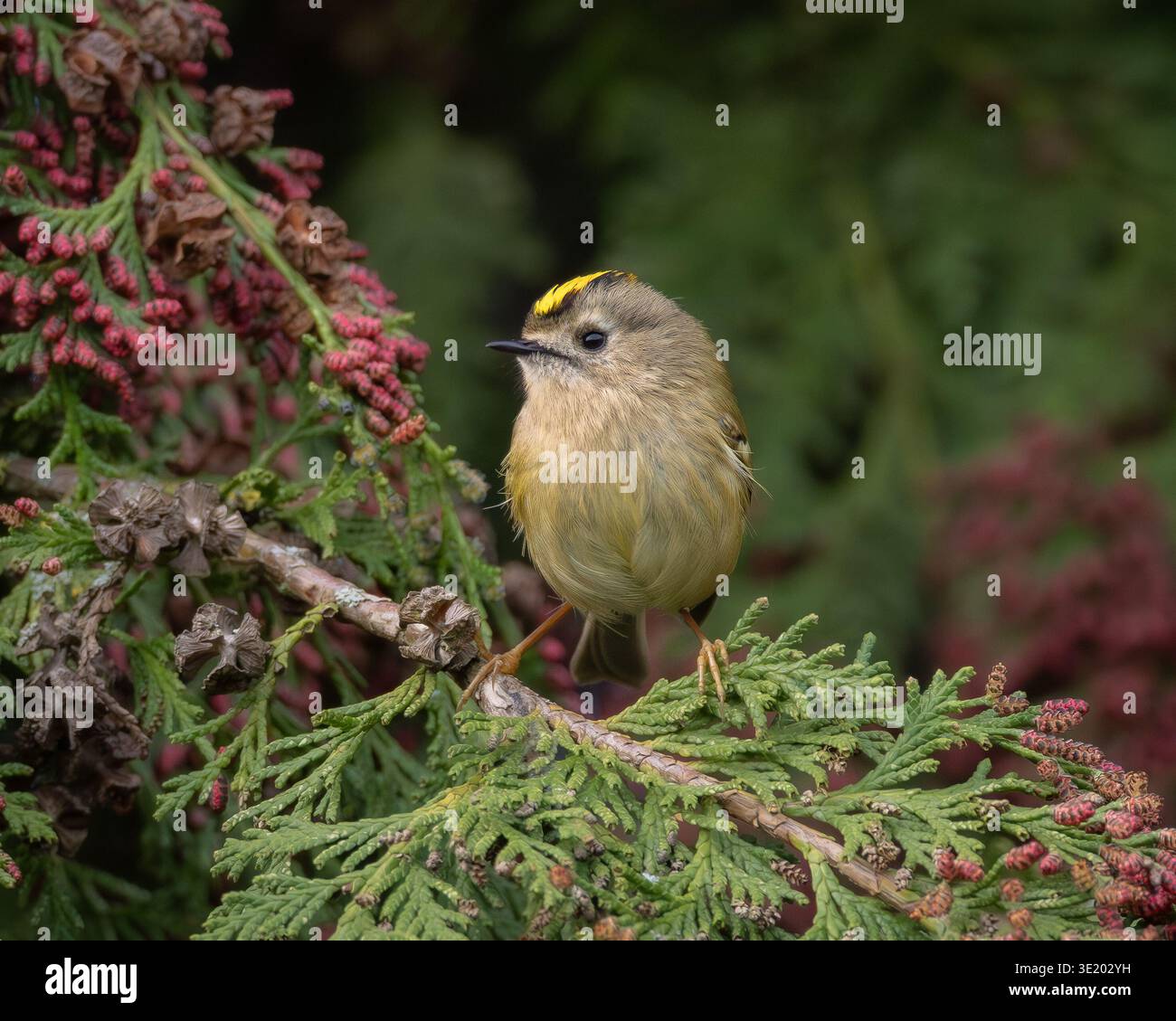 Goldcrest hoch oben auf hübschem Baum - Frühjahr 2026 - Hertfordshire Großbritannien Stockfoto