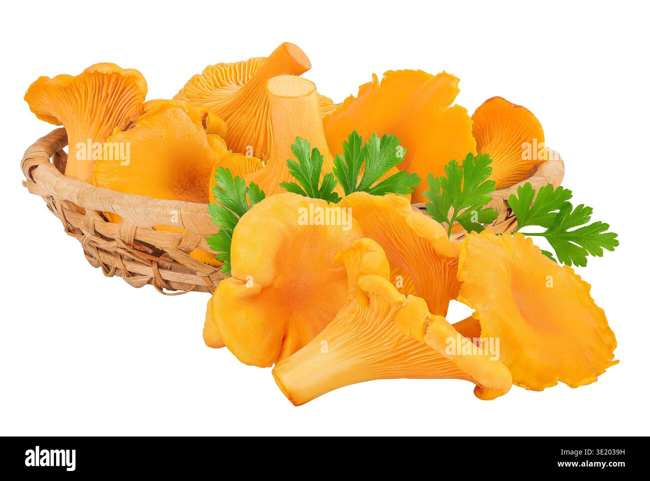 Pfifferling-Pilze in einem Korb isoliert auf weißem Hintergrund Stockfoto