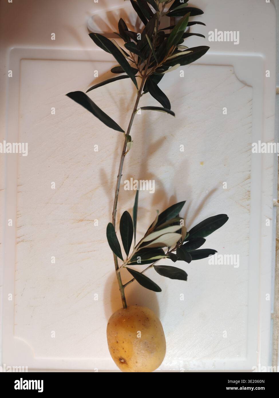 Die Art der Reproduktion des Olivenbaums aus kleinem Stiel mit Hilfe von Kartoffeln Stockfoto