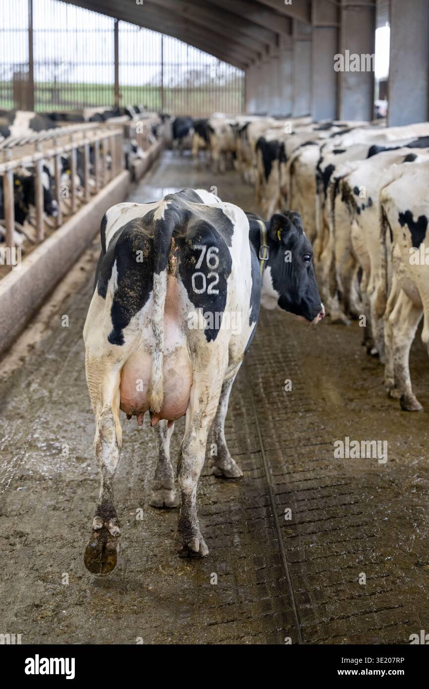 Milchkühe überwintern in einem Schuppen in Lancashire, Großbritannien. Stockfoto